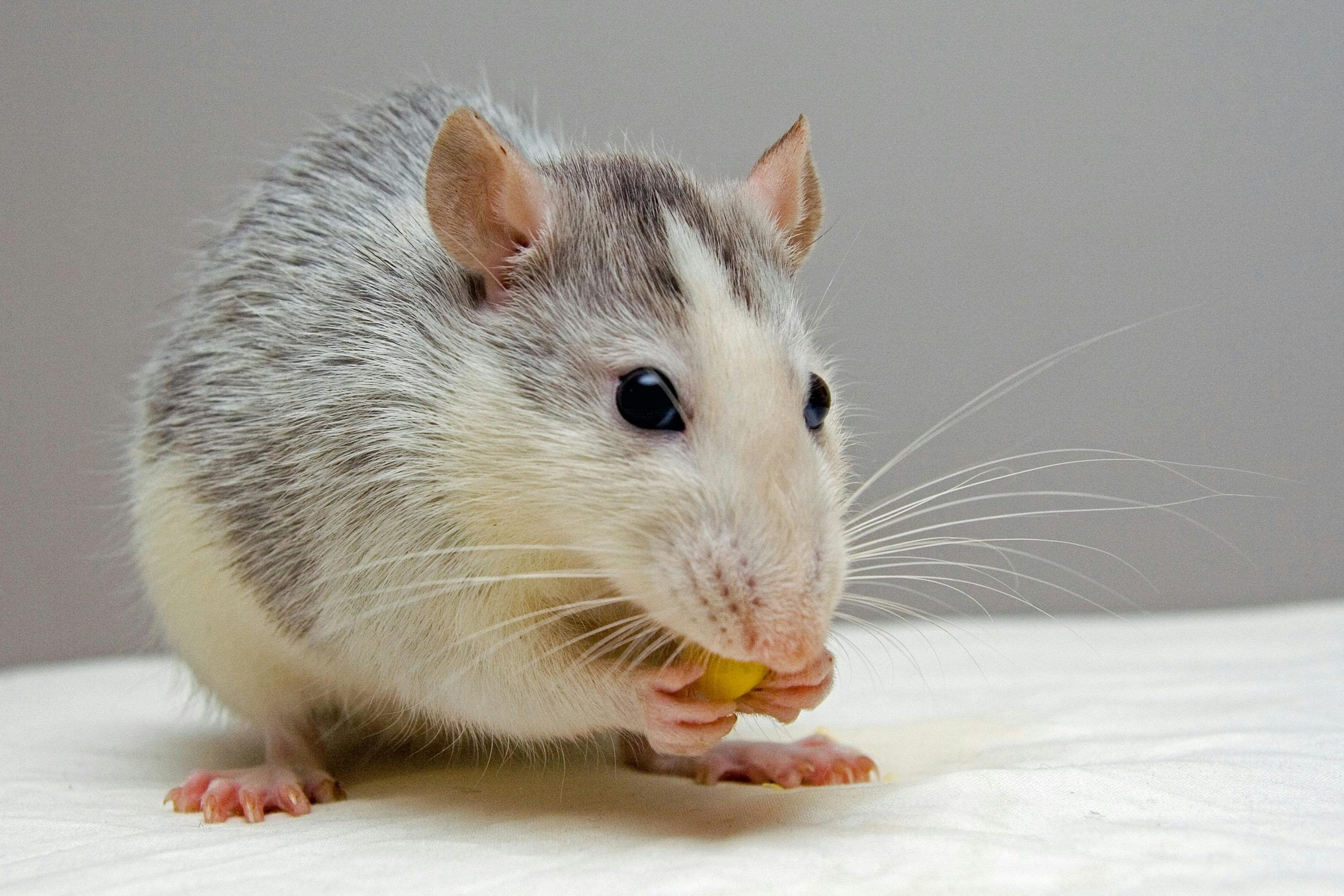 Rat Post via API
